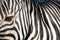 Abstracts from zebra
