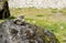 Abstruct background of rocks with rare vegetation in canada.