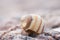 Abstruct detailed photo of old damaged spiral snail shell