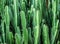 Abtract Texture of green Faux pillar cactus with sharp spikes, h