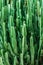 Abtract Texture of green Faux pillar cactus with sharp spikes, v