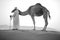 Abu Dhabi camel desert nature of wild life convoys