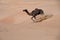 Abu Dhabi camel desert nature of wild life convoys