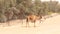 ABU DHABI, UNITED ARAB EMIRATES - APRIL 3rd, 2014: Cute single-humped camel or dromedary in beautiful liwa desert in the