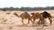 ABU DHABI, UNITED ARAB EMIRATES - APRIL 3rd, 2014: group of Cute single-humped camel or dromedary in beautiful liwa
