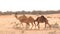 ABU DHABI, UNITED ARAB EMIRATES - APRIL 3rd, 2014: group of Cute single-humped camel or dromedary in beautiful liwa