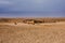 Abu Jifan Fort Palace in the desert near Riyadh, Saudi Arabia