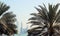 Abudabi, United Arab Emirates. Nice view of the city. Palm tree