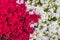 abundance of azalea flowers with different colors