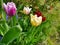 Abundance of blooming tulips in garden