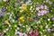 Abundance of blooming wild flowers on the meadow at spring time.