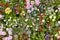 Abundance of blooming wild flowers on the meadow at spring time.