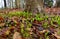 An abundance of Canada mayflower plants emerging in a spring forest.