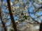 Abundance of cherry tree blooming flowers at spring time