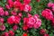 Abundance fresh full bloom bunches of beautiful red rose flowers with green leave garden background on rainy day, selective focus