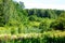 Abundance of green vegetation in the forest in summer