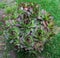 Abundance of house keeper plants in one flowerpot