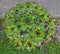 Abundance of house keeper plants in one flowerpot