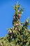 Abundance of pine cones on a Pine tree in the Dolomites