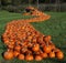 An abundance of pumpkins