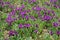 Abundance of purple flowers of dwarf irises