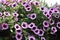 Abundance purple two-tone colour Petunia flowers