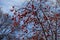 Abundance of red berries on leafless branches of rowan