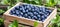 Abundance of ripe blueberries in a wooden crate set amidst a vibrant garden full of life and colors.
