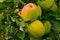 Abundance of ripe, juicy apples hang from a lush green tree branch