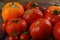 Abundance ripe organic tomatoes on dark rustic background. Colorful tomatoes