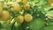 abundance of ripe yellow cherry-plum mirabelle plums or myrobalan prunes harvest on a tree