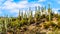 An abundance of Saguaro Cacti surrounding Sycamore Creek in the McDowell Mountain Range in Northern Arizona