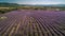 Abundance of scented flowers on Valensole plateau, a rural idyll generated by AI