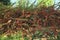 Abundance of small orange berries on a bush, autumn time