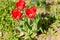 Abundance of spring red tulips