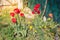 Abundance of spring red tulips