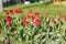 Abundance of spring red tulips