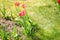 Abundance of spring red tulips. Top view