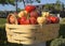 Abundance or tomato basket by Peter Hazel at art walk in Yountville, California