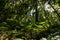 Abundance tropical forest tree with green leaves in the mountain