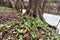 An abundance of trout lily plants with spotted leaves emerging in a wetland along a creek.