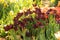 An abundance of tulip flowers in a flower bed. Dark red tulips with fringed petals. Beautiful spring picture