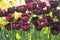 An abundance of tulip flowers in a flower bed. Dark red tulips with fringed petals. Beautiful spring picture