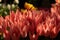 An abundance of tulip flowers in a flower bed. Delicate pink petals in the sun. Backlit solar lighting. Positive spring