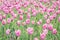 Abundance violet field flower tulip. Spring flowers. Beautiful meadow/Beautiful nature scene with blooming tulip. Spring