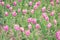 Abundance violet field flower tulip. Spring flowers. Beautiful meadow/Beautiful nature scene with blooming tulip. Spring