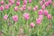 Abundance violet field flower tulip. Spring flowers. Beautiful meadow/Beautiful nature scene with blooming tulip. Spring