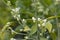 Abundance white orange flower buds