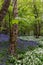 An abundance of wild garlic and bluebells growing in woodland in Sussex, on a spring day