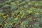 Abundance of yellow flowers of Cota tinctoria Kelwayi in June